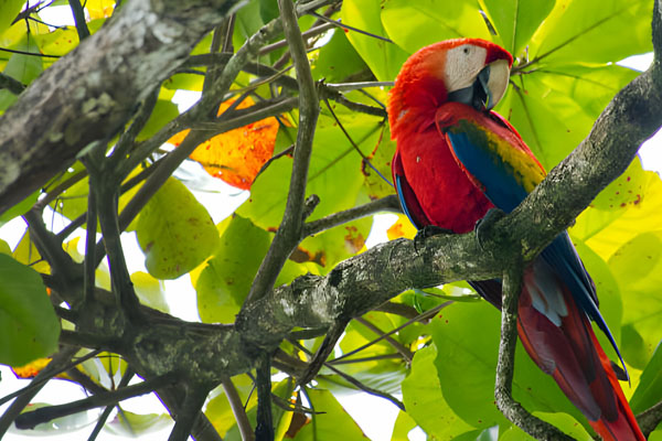 Birdwatching Around the World